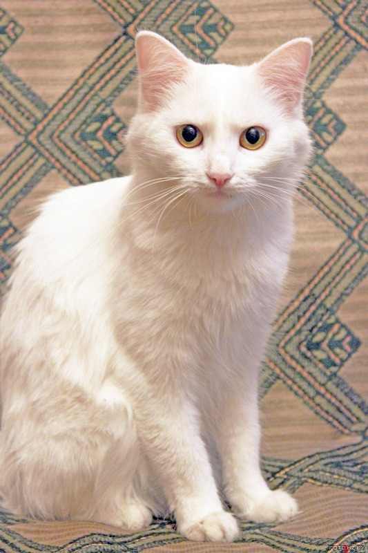 Кошка серо белая нарисовать