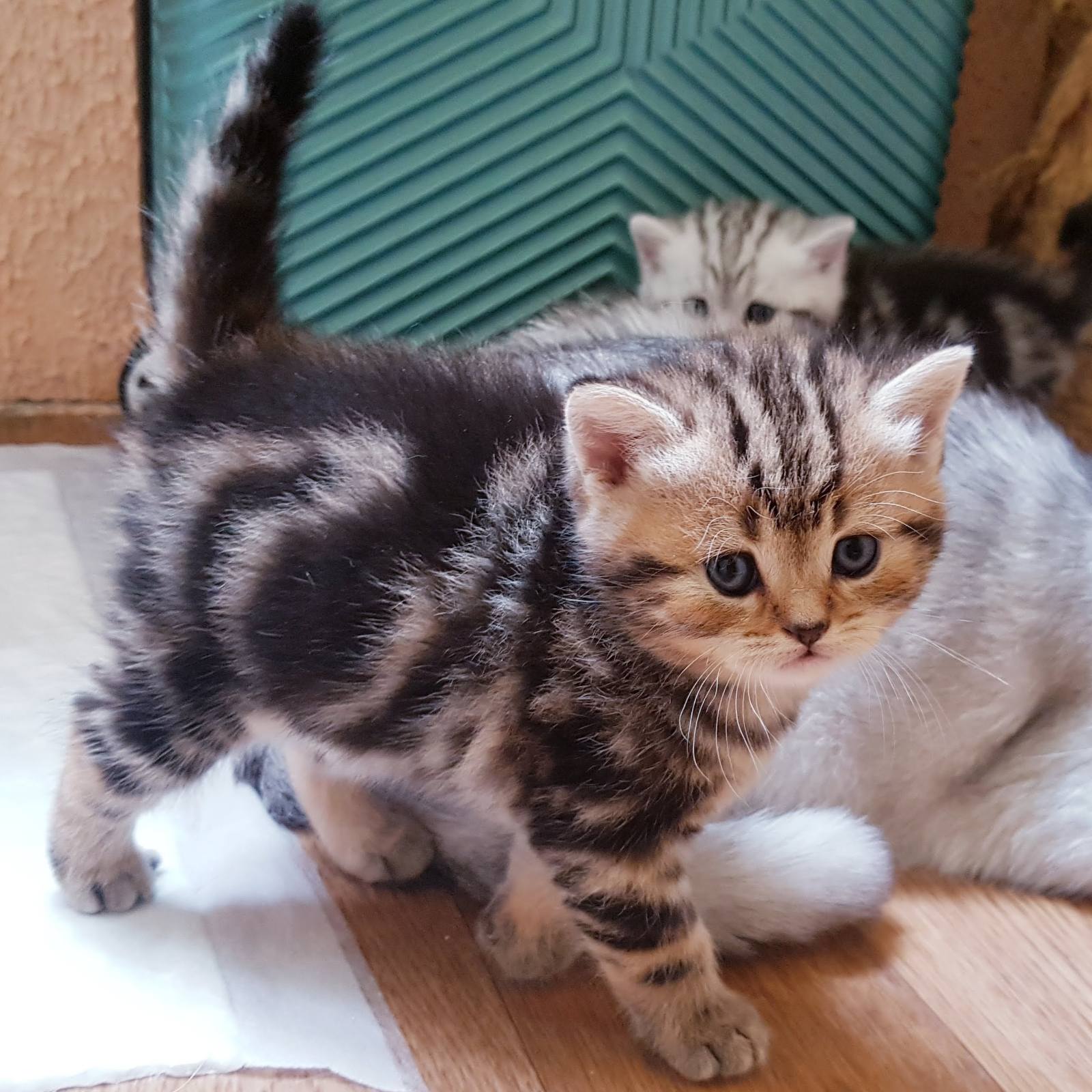 Купить Шотландского Котенка В Ижевске