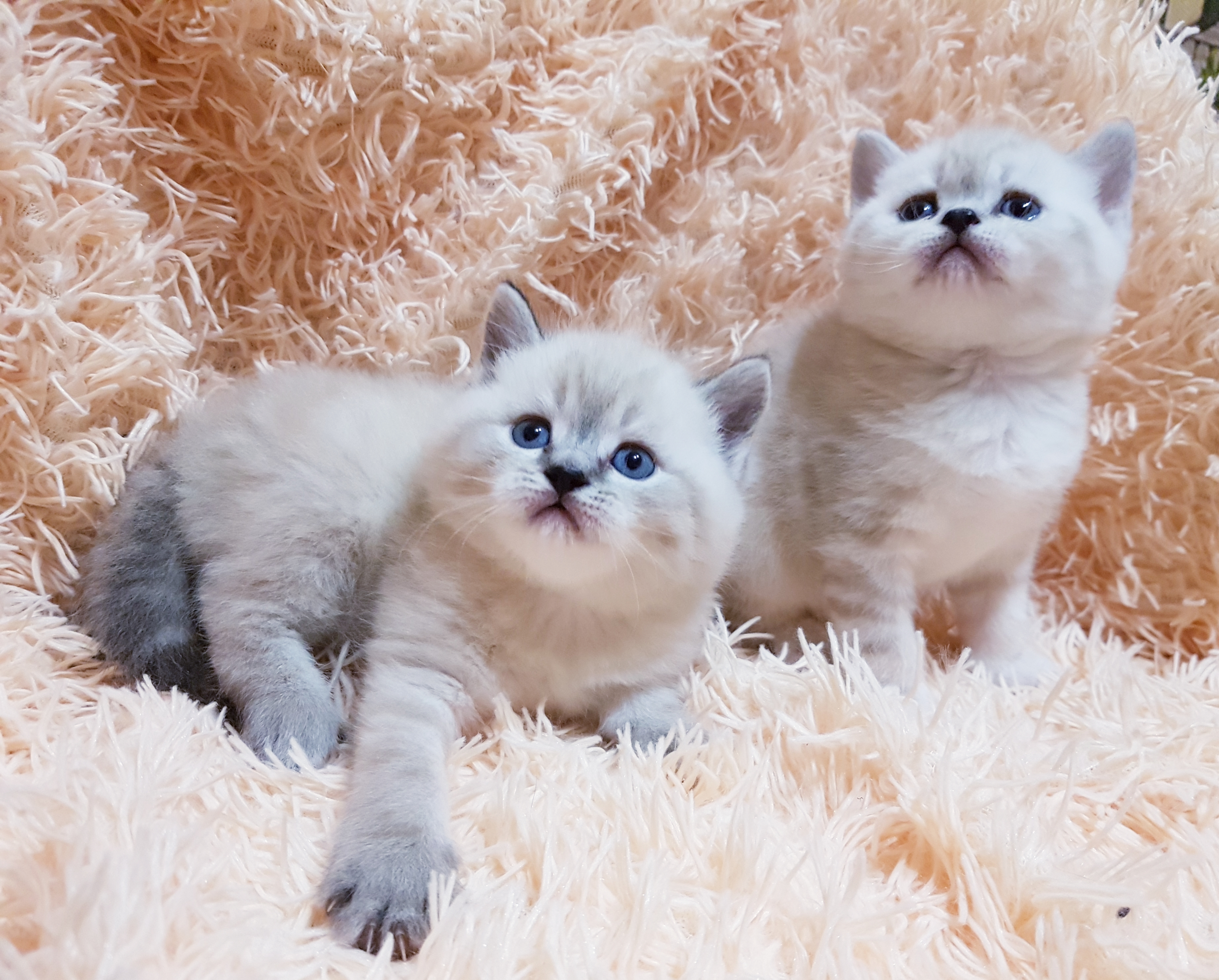 Шотландские Котята Купить В Тамбове