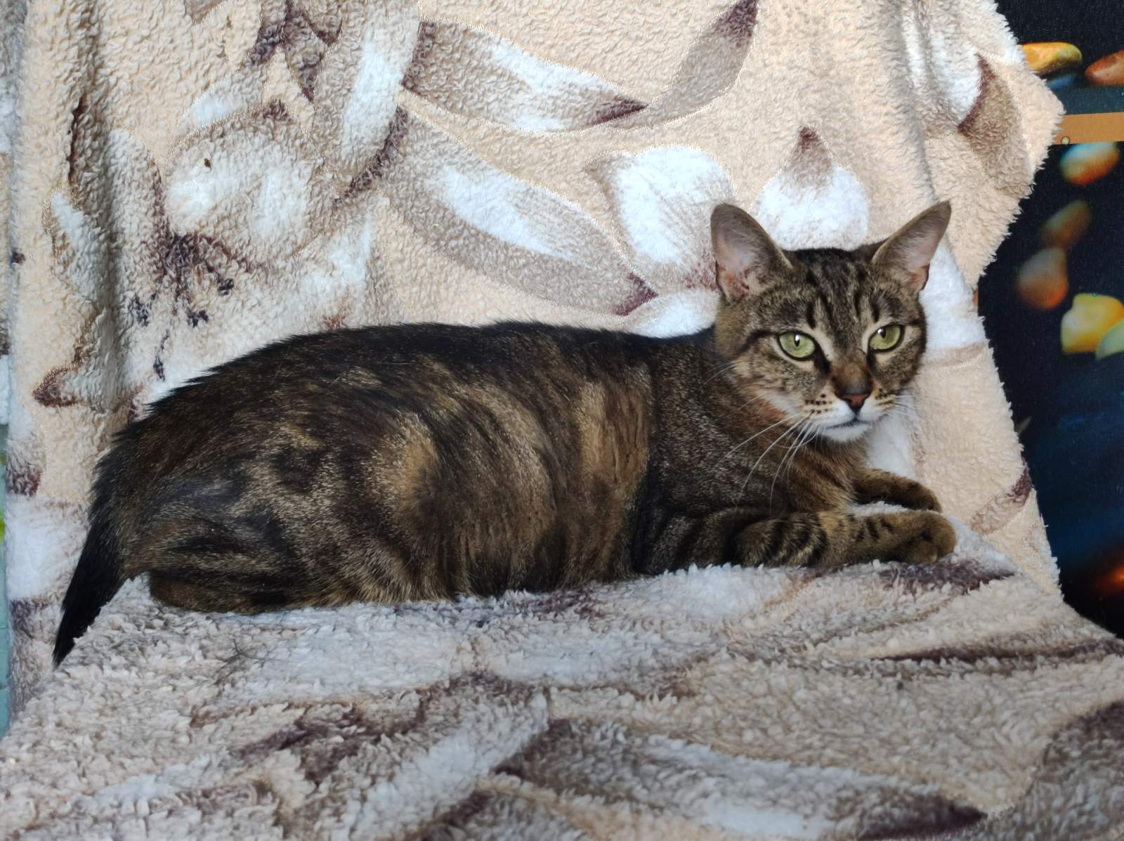 Коты шпротики