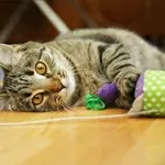 Котенок Тина 4, 5 месяца в дар