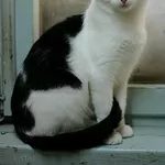 Молодой черно-белый кот (9 мес.) в дар