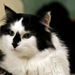 Максимка - котик мечта,  в хорошие руки. 