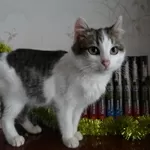 Котенок Элик  в дар!