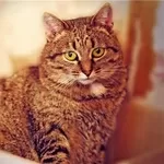 Самая мягкая и уютная кошка Бася в дар!