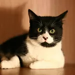 Хартик - ласковый котик-подросток в дар