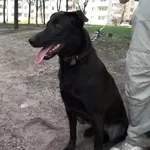 Аладдин  в дар!