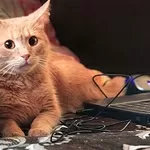 Персик - изумительный фруктовый кот в дар!