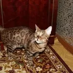 Вязка бенгальский кот приглашает бенгальских кошечек