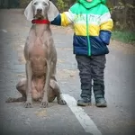 Веймаранер (WEIMARANER) щенки