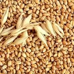 Компания на постоянной основе закупает зерно фуражное пшеницу.