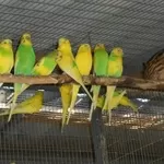 Продам птенцов волнистых попугаев.1-2 месяца