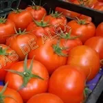 томаты, огурцы, перец, баклажан испанского происхождения 