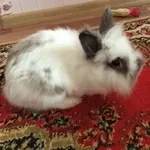 Продаю декоративных мини крольчат (белый)