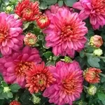 Цветы для Вашего сада-Хризантема оптом и в розницу