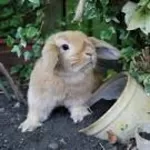 навоз от кролика-хорошее удобрение