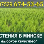 Растения хвойные в Минске. Низкие цены