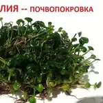 марсилия - ПОЧВОПОКРОВКА и др. - НАБОРЫ растений для запуска