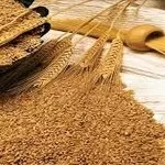 Организация на постоянной основе закупает зерно фуражное ( пшеница)