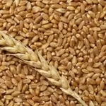 Организация на постоянной основе закупает зерно фуражное ( рожь)