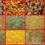 Закупаем зерно фуражное (тритикале,  ячмень,  пшеница,  рожь. кукуруза)