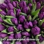 Тюльпаны свежие оптом и в розницу к 8 марта.