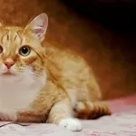 Мирон - брутальный рыжий котище в дар