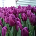 Весенние цветы тюльпаны к 8 Марта оптом