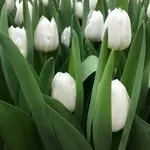 Цветы тюльпаны оптом в Минске