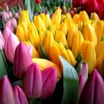 Тюльпаны реализуем оптом к 8 Марта