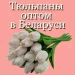 Тюльпаны оптом в Минске от производителя