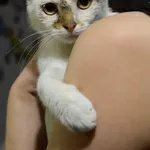 Отдадим кошку в добрые руки