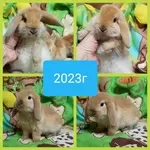 Ушастики символ 2023г, мимишные крольчата.