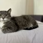 Замечательная кошечка Лёня в дар