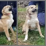 Собачка в дар.в ответственные ручки.