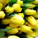 Тюльпаны разные расцветки