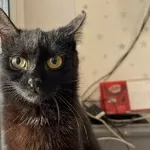 Черная кошечка котенок Шэлли ищет дом и любящую семью! 