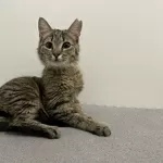 Очаровательная полосатая кошечка котенок Шпротя ищет дом и семью в дар