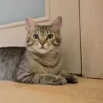 Чудесный котенок Лёлик ищет дом и семью!