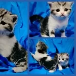 Котята скоттиш-страйт кошки шотландские.
