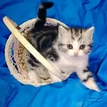 Котята девочки шотландские..
