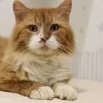 Леонард благородный рыжий котик спасен с улицы и ищет дом!