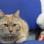 Симбочка чудесный рыжий котик ищет дом и семью!