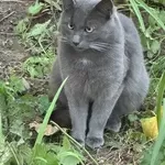 Красавец Тимоша ищет самую добрую маму на свете. 