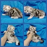Котята мраморята, девочки..
