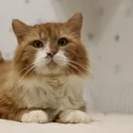 Благородный рыжий котик Леонард очень хочет найти любящих хозяев! 