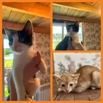 Котята в дар.в добрые руки.
