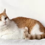 Рыжий котик Сеня срочно ищет дом