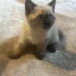 Шотландская кошечка/котенок.