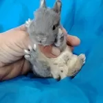 Карликовые кролики.крольчата.